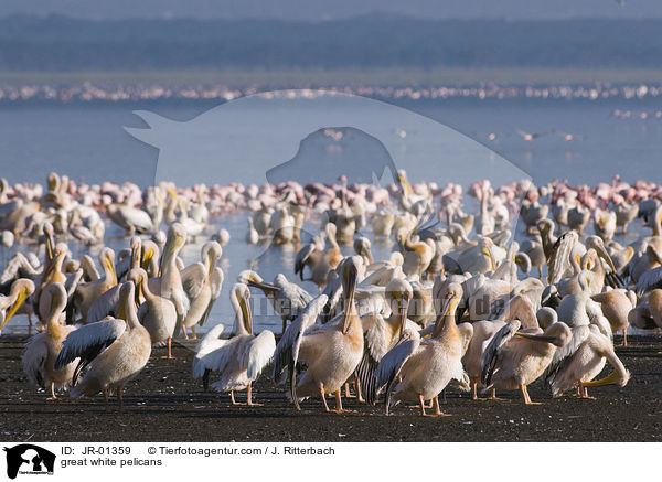Rosapelikane / great white pelicans / JR-01359