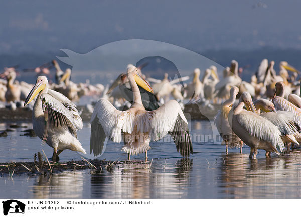 Rosapelikane / great white pelicans / JR-01362