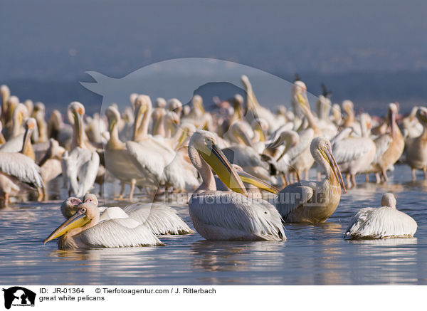 Rosapelikane / great white pelicans / JR-01364