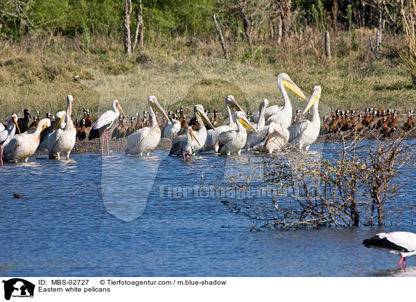 Rosapelikane / Eastern white pelicans / MBS-02727