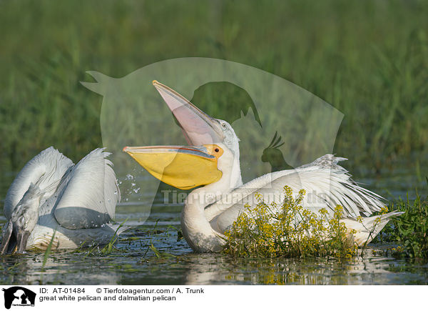 Rosapelikan und Krauskopfpelikan / great white pelican and dalmatian pelican / AT-01484