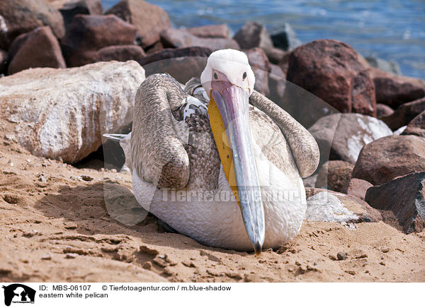 eastern white pelican / MBS-06107