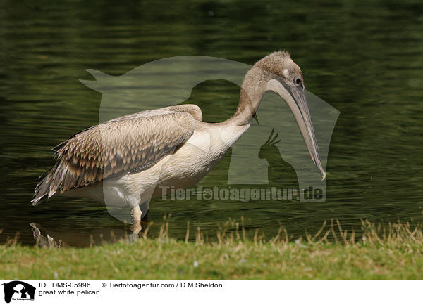 great white pelican / DMS-05996