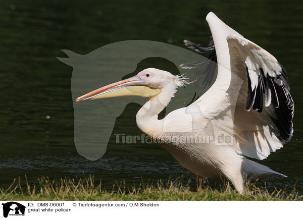 great white pelican / DMS-06001