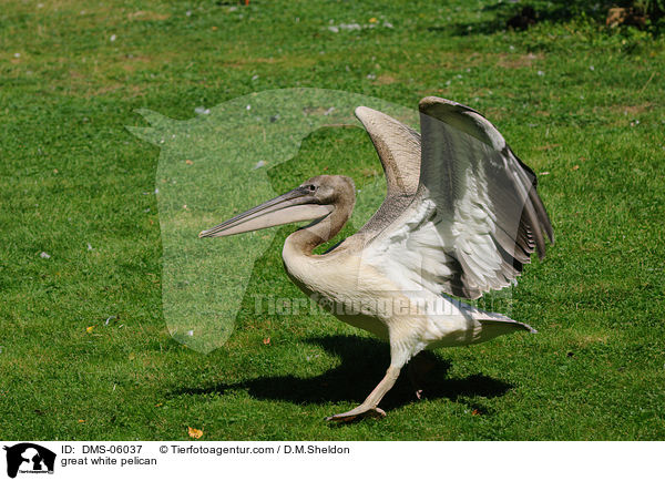 great white pelican / DMS-06037
