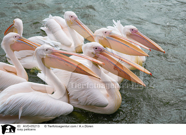 Rosapelikane / rosy pelicans / AVD-05213