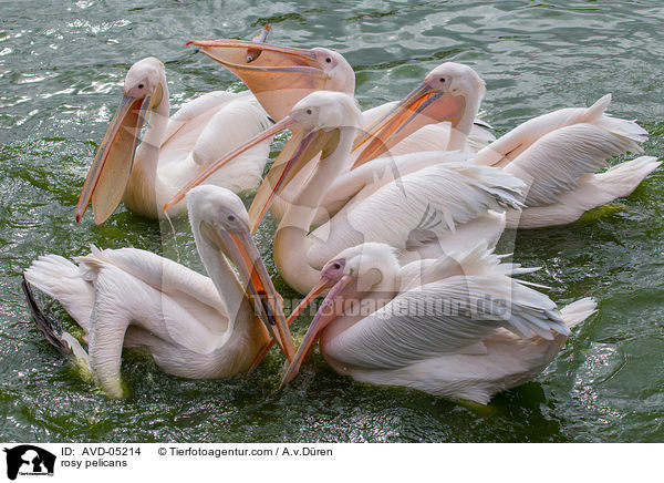 Rosapelikane / rosy pelicans / AVD-05214