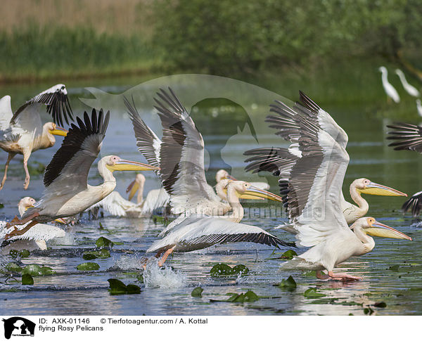 flying Rosy Pelicans / AXK-01146