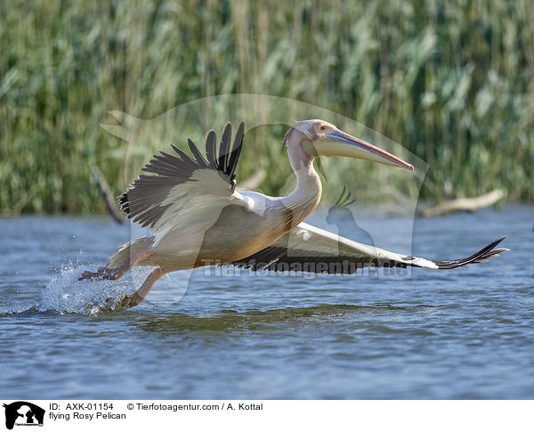 fliegender Rosapelikan / flying Rosy Pelican / AXK-01154