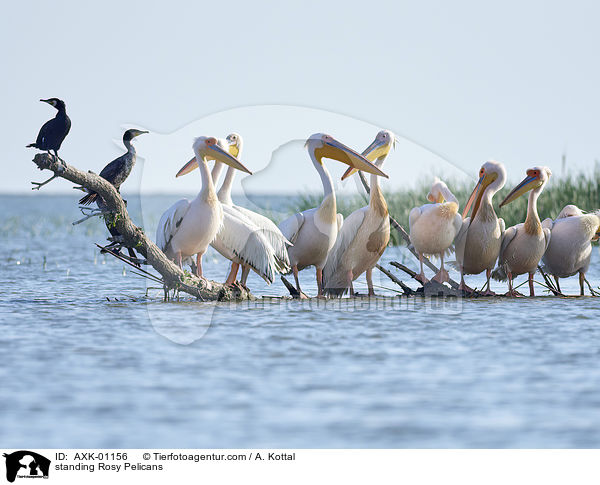 stehende Rosapelikane / standing Rosy Pelicans / AXK-01156