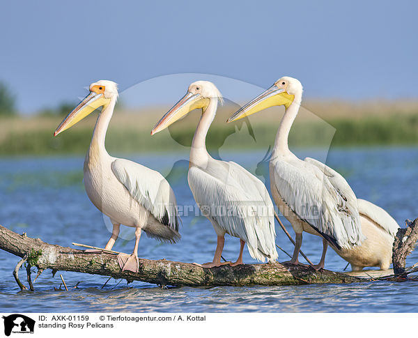 stehende Rosapelikane / standing Rosy Pelicans / AXK-01159