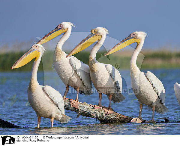stehende Rosapelikane / standing Rosy Pelicans / AXK-01160