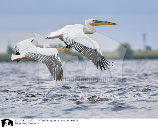 fliegende Rosapelikane / flying Rosy Pelicans / AXK-01162