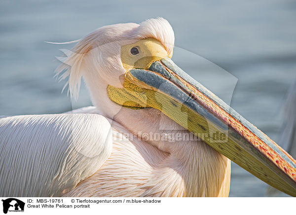 Rosapelikan Portrait / Great White Pelican portrait / MBS-19761