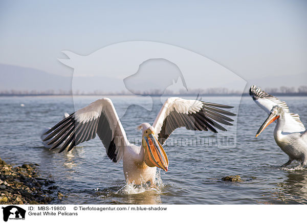 Great White Pelicans / MBS-19800
