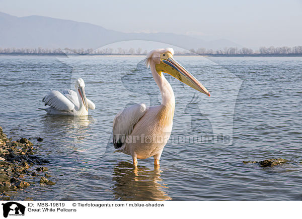 Great White Pelicans / MBS-19819