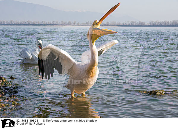 Great White Pelicans / MBS-19821