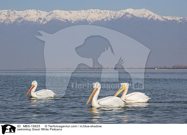 swimming Great White Pelicans / MBS-19825