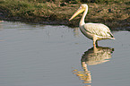 eastern white pelican