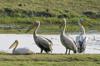 eastern white pelicans