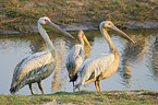 eastern white pelicans