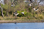 Eastern white pelicans