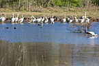 Eastern white pelicans