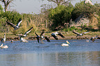 Eastern white pelicans