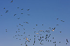 Eastern white pelicans