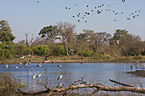 Eastern white pelicans