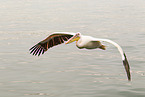 flying rosy pelican