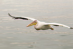 flying rosy pelican