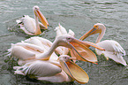 rosy pelicans
