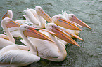 rosy pelicans