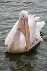 rosy pelican