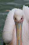 rosy pelican