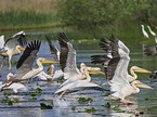 flying Rosy Pelicans