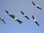 flying Rosy Pelicans