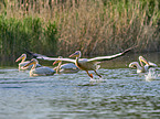 flying Rosy Pelicans