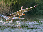 flying Rosy Pelicans