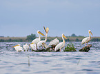 Rosy Pelican