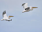 flying Rosy Pelicans