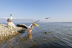Great White Pelicans
