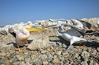 standing Great White Pelicans