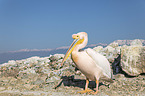 standing Great White Pelican