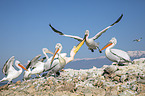 Great White Pelicans