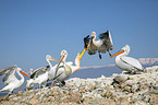 Great White Pelicans