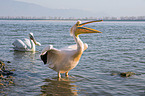 Great White Pelicans