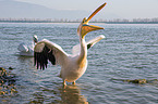 Great White Pelicans