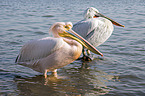 standing Great White Pelicans